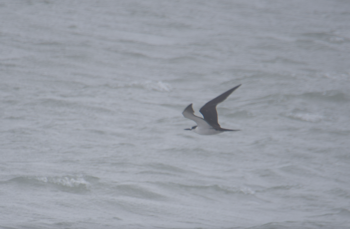 Sooty Tern - ML620651637