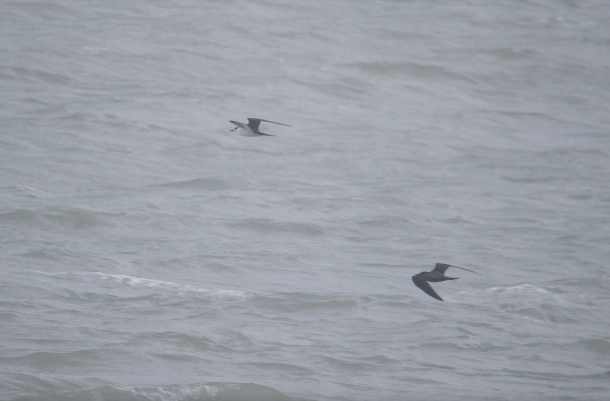 Sooty Tern - ML620651638