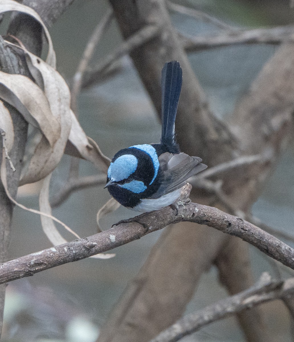 Superb Fairywren - ML620651653