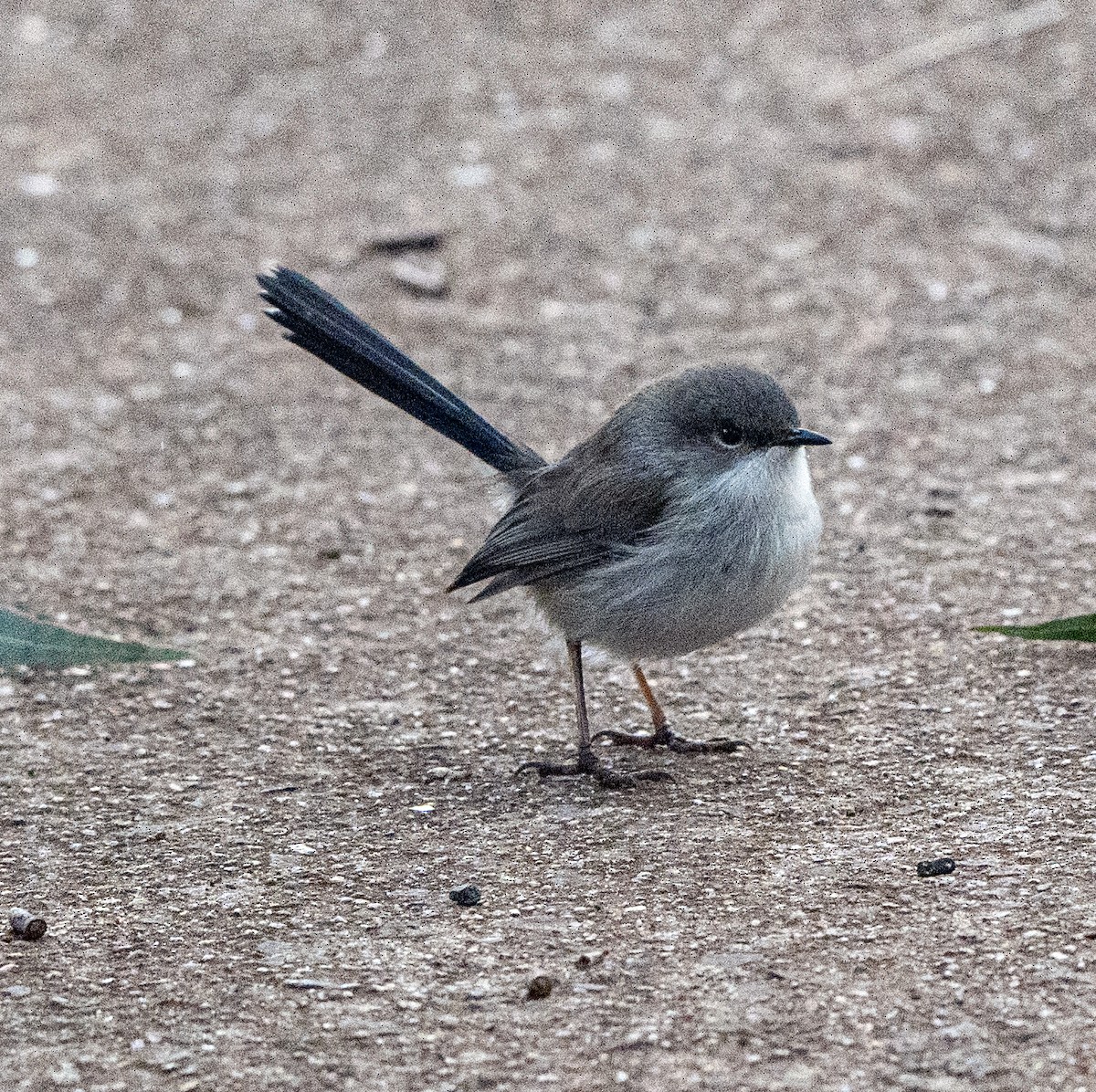 Superb Fairywren - ML620651657