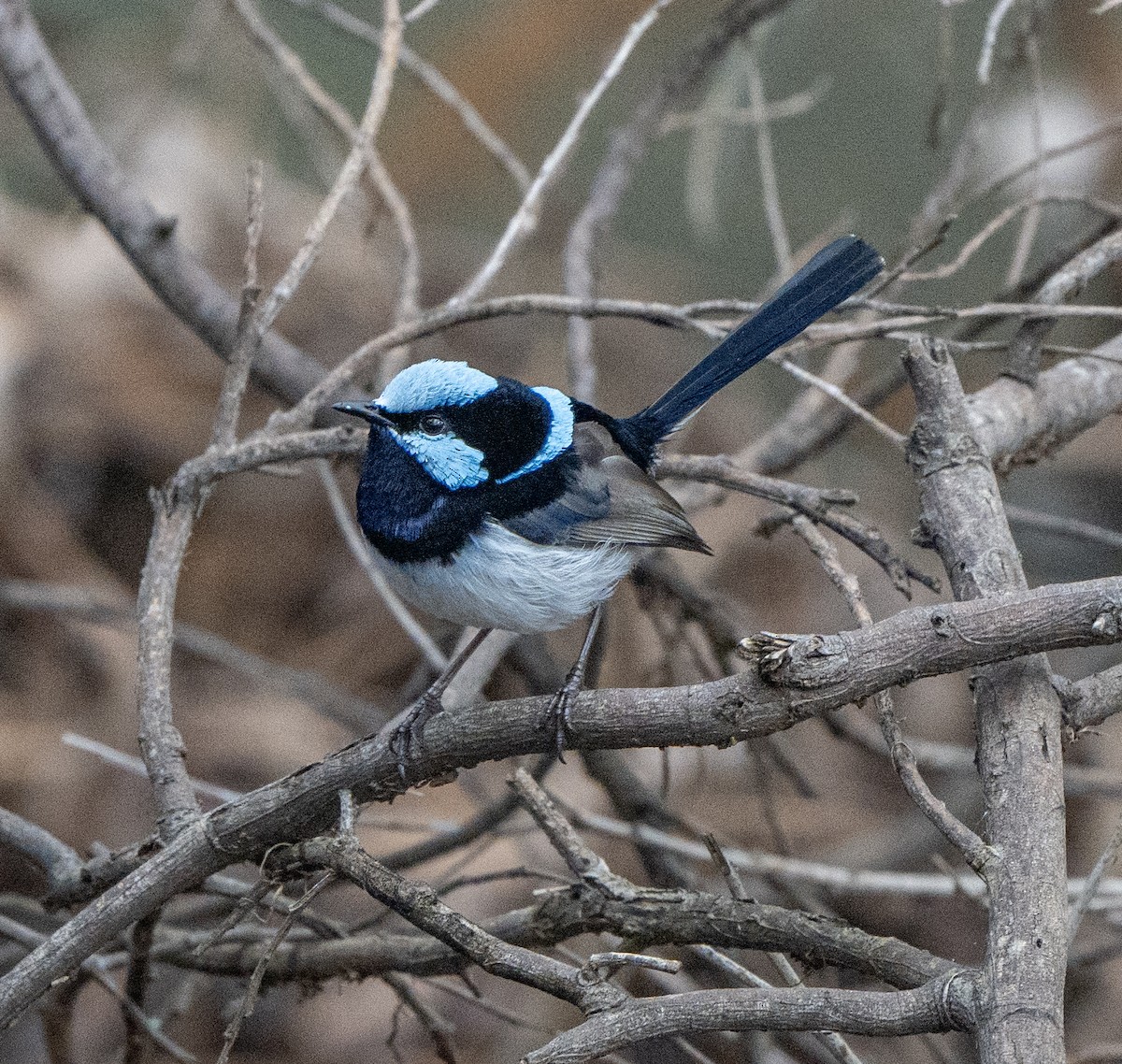 Superb Fairywren - ML620651658