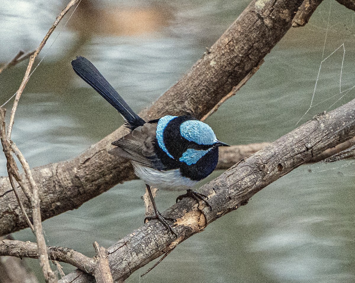 Superb Fairywren - ML620651659