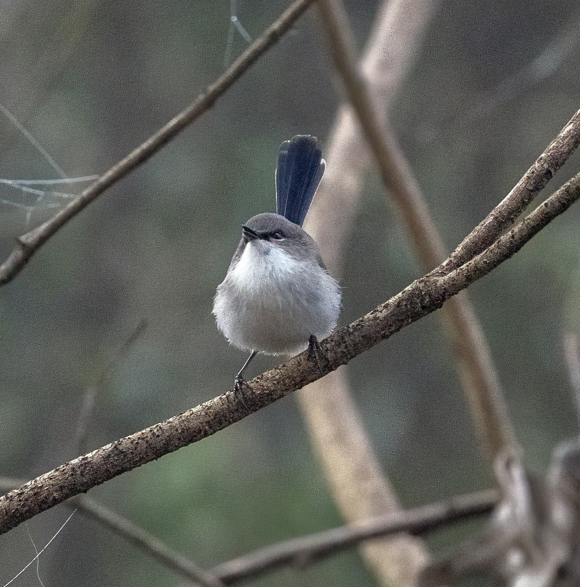 Superb Fairywren - David Carson