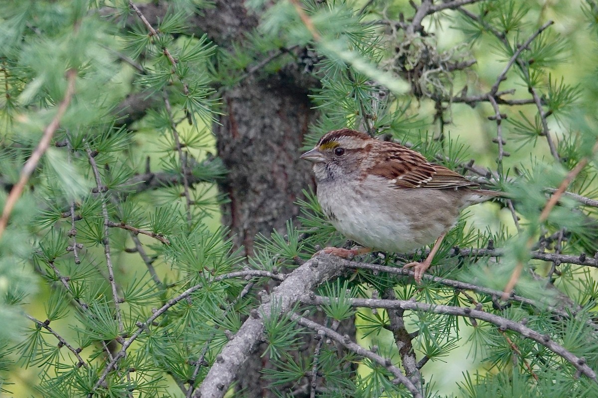 White-throated Sparrow - ML620651662