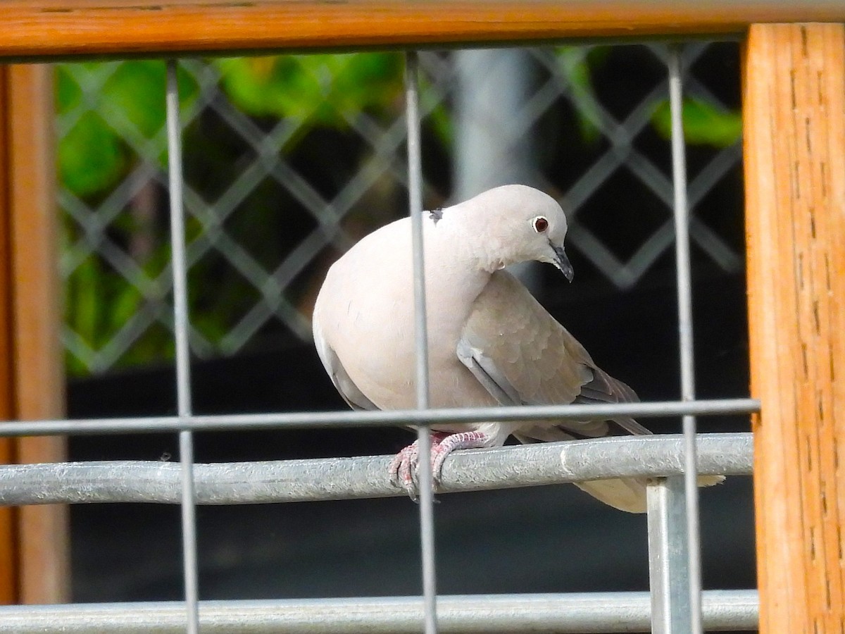 Eurasian Collared-Dove - ML620651663