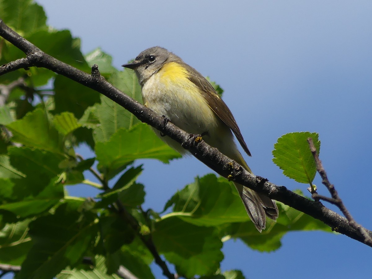 American Redstart - ML620651665