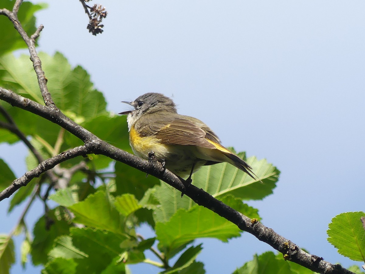 American Redstart - ML620651666