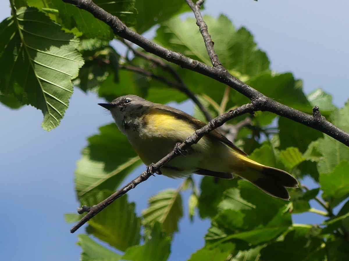 American Redstart - ML620651667