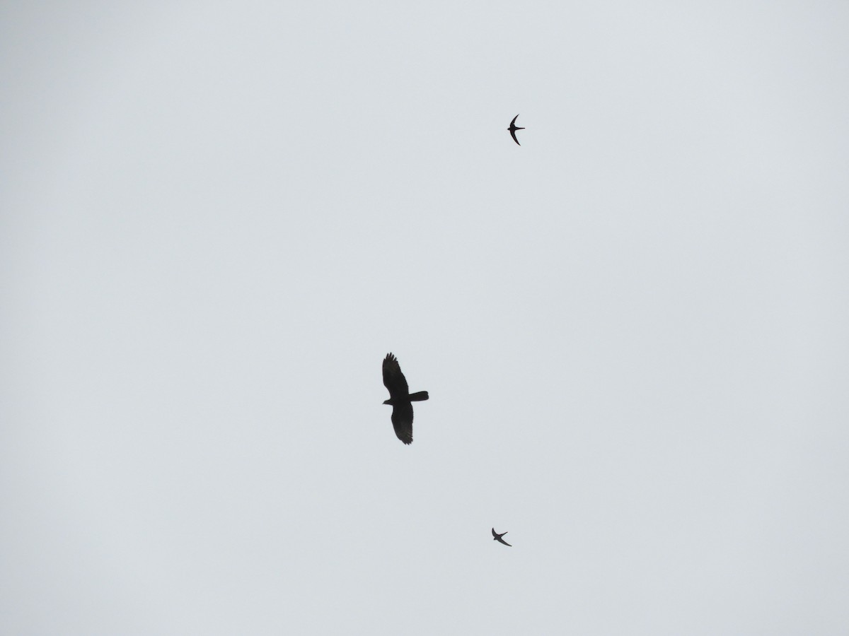 European Honey-buzzard - ML620651669