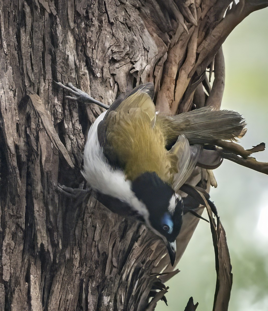 Blue-faced Honeyeater - ML620651672