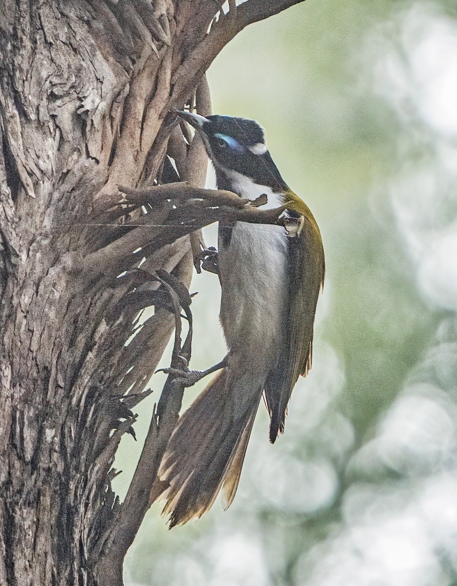 Blue-faced Honeyeater - ML620651674