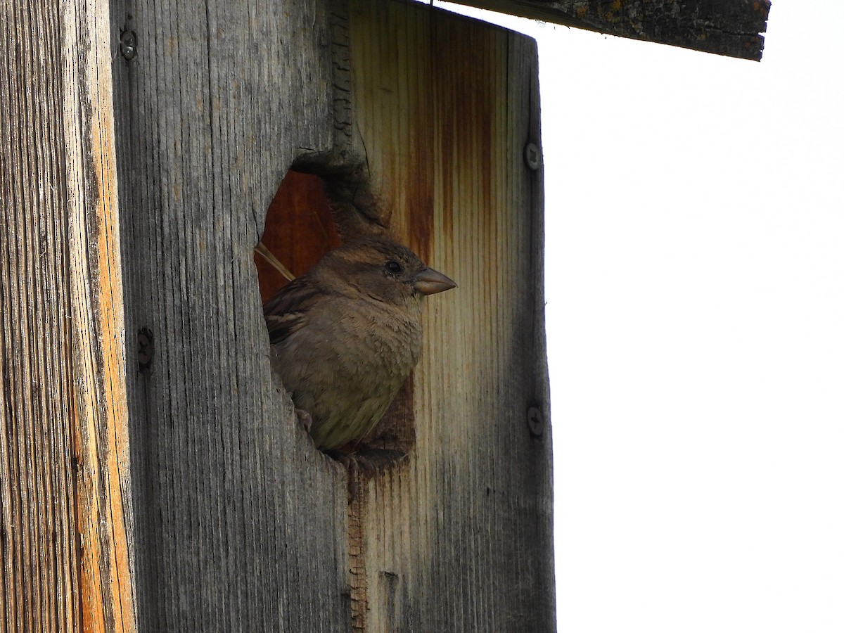 Moineau domestique - ML620651676