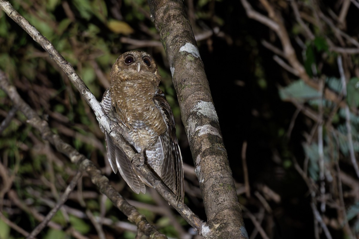 Palau Scops-Owl - ML620651678