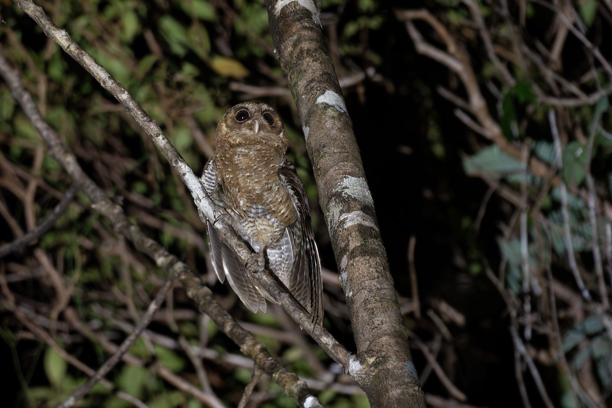 Palau Scops-Owl - ML620651679