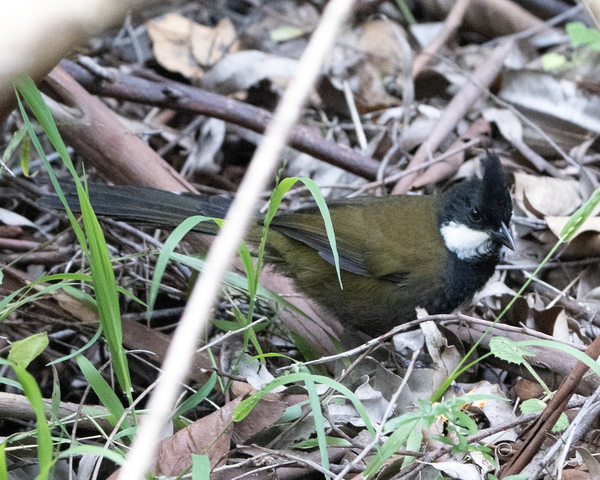 Eastern Whipbird - David Carson