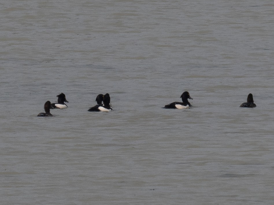 Tufted Duck - ML620651686