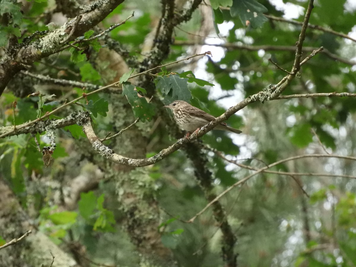 Tree Pipit - ML620651687