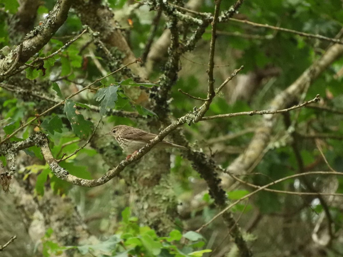 Tree Pipit - ML620651690