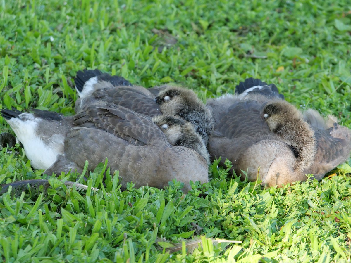 Canada Goose - ML620651691