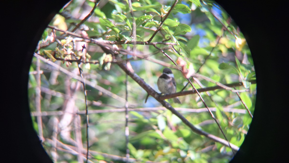 Chestnut-backed Chickadee - ML620651692