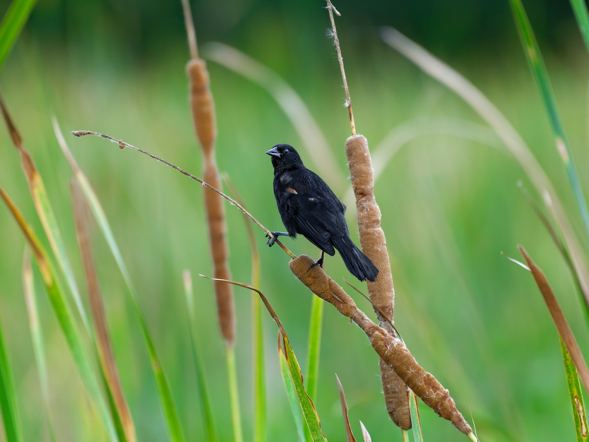 Red-winged Blackbird (Red-winged) - ML620651693