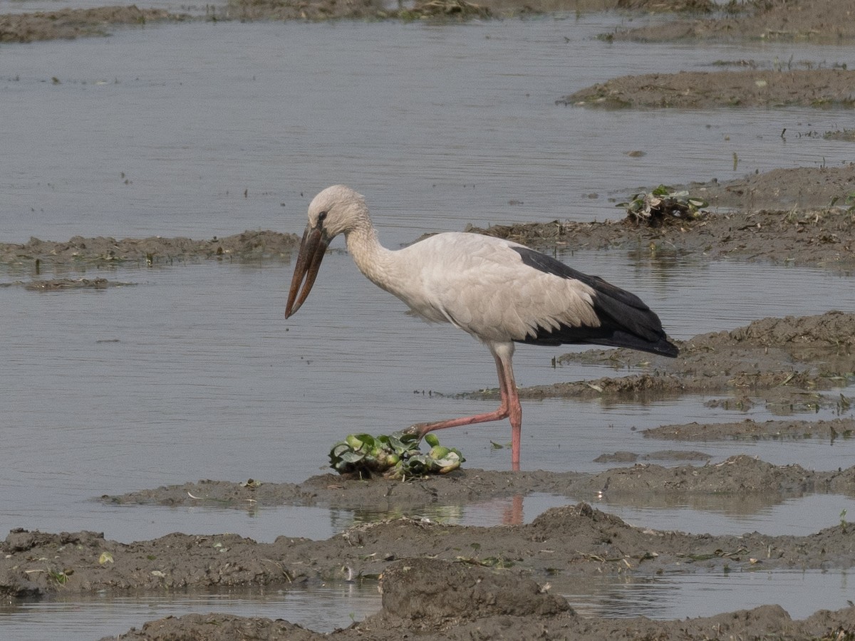 Asian Openbill - ML620651694