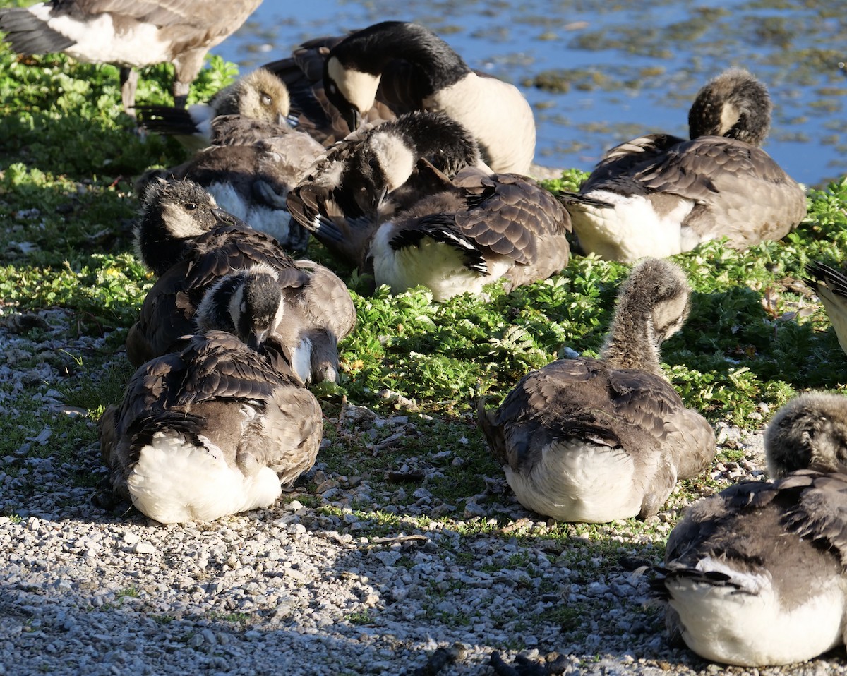 Canada Goose - ML620651695