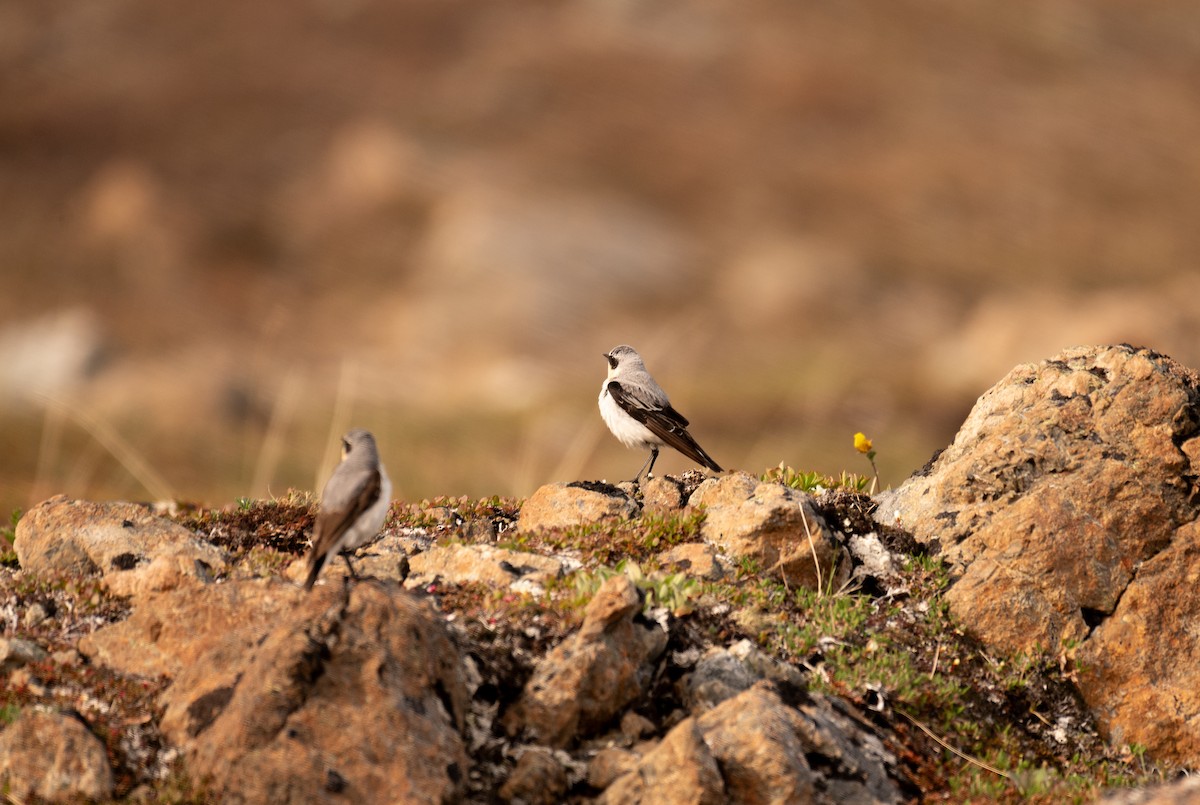 Northern Wheatear - ML620651697