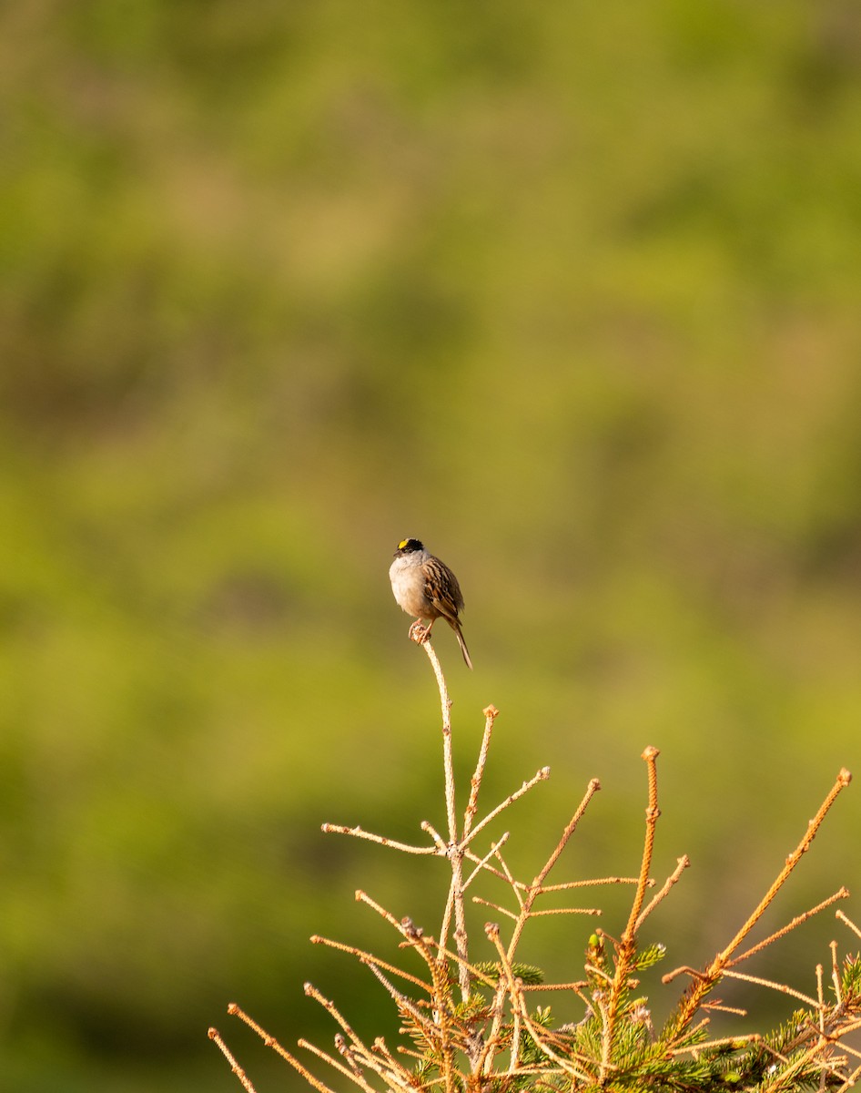 Golden-crowned Sparrow - Riley Marcus