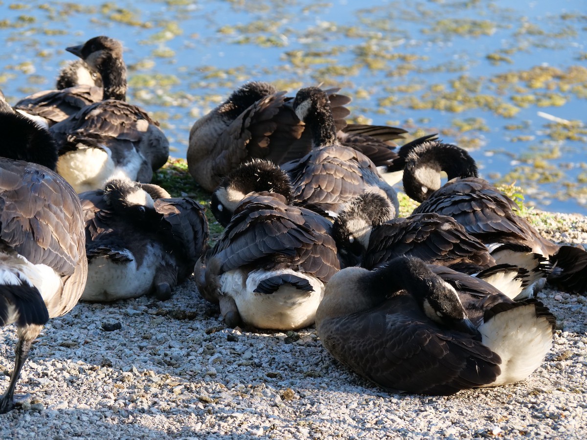 Canada Goose - ML620651700