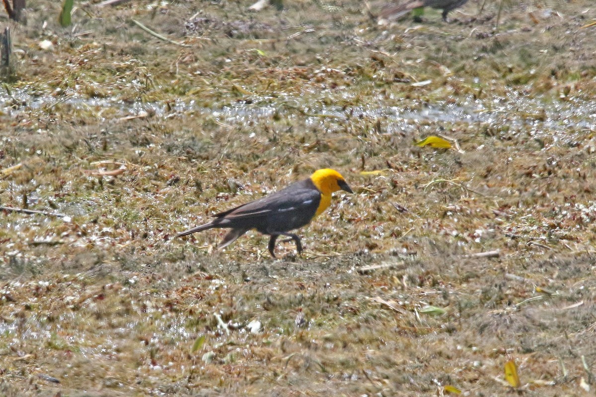 Yellow-headed Blackbird - ML620651701