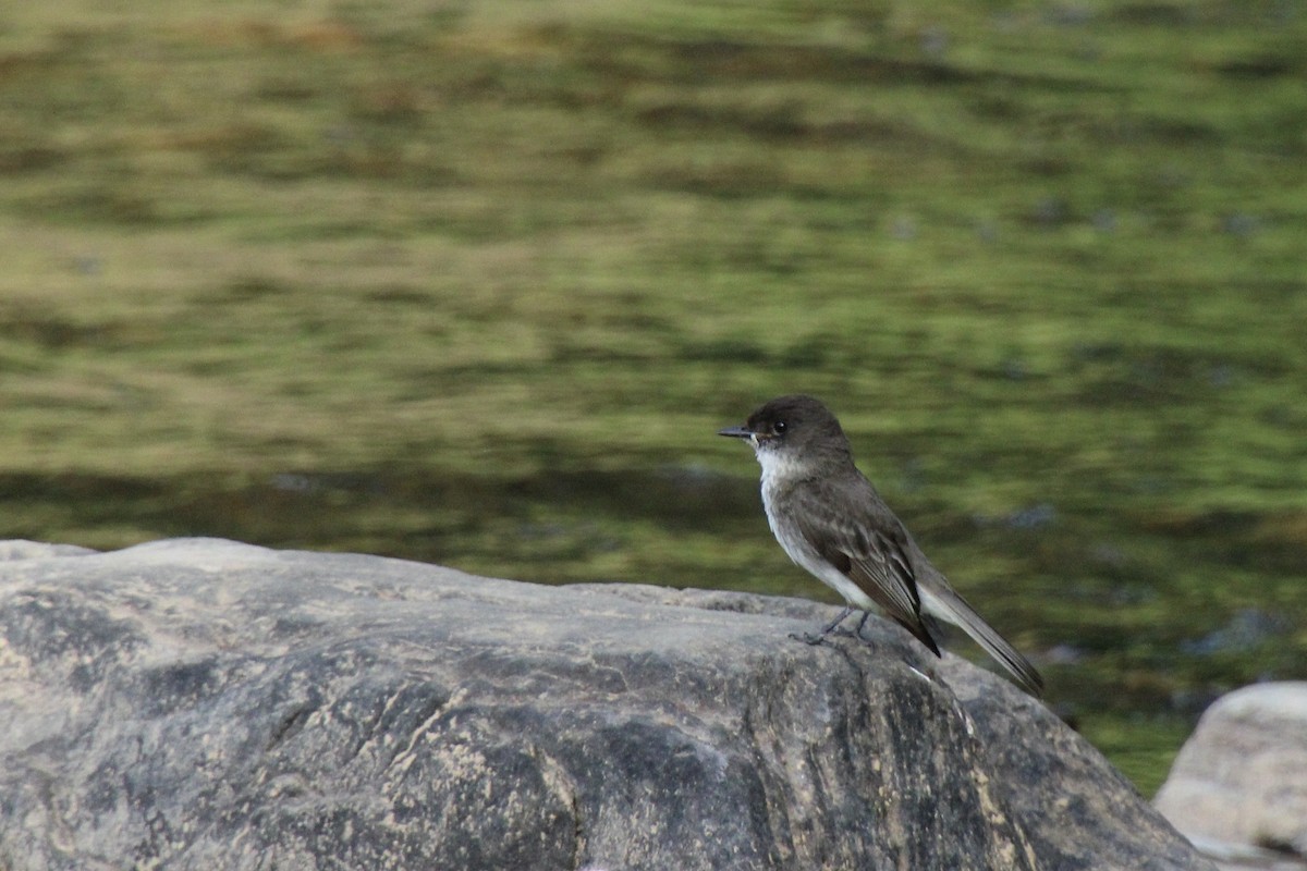 Eastern Phoebe - ML620651703