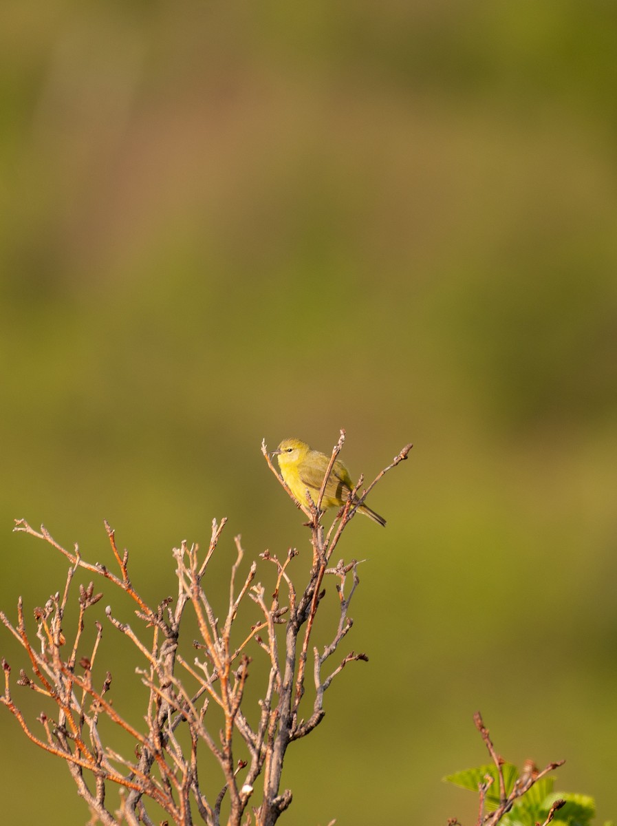 Orange-crowned Warbler - Riley Marcus