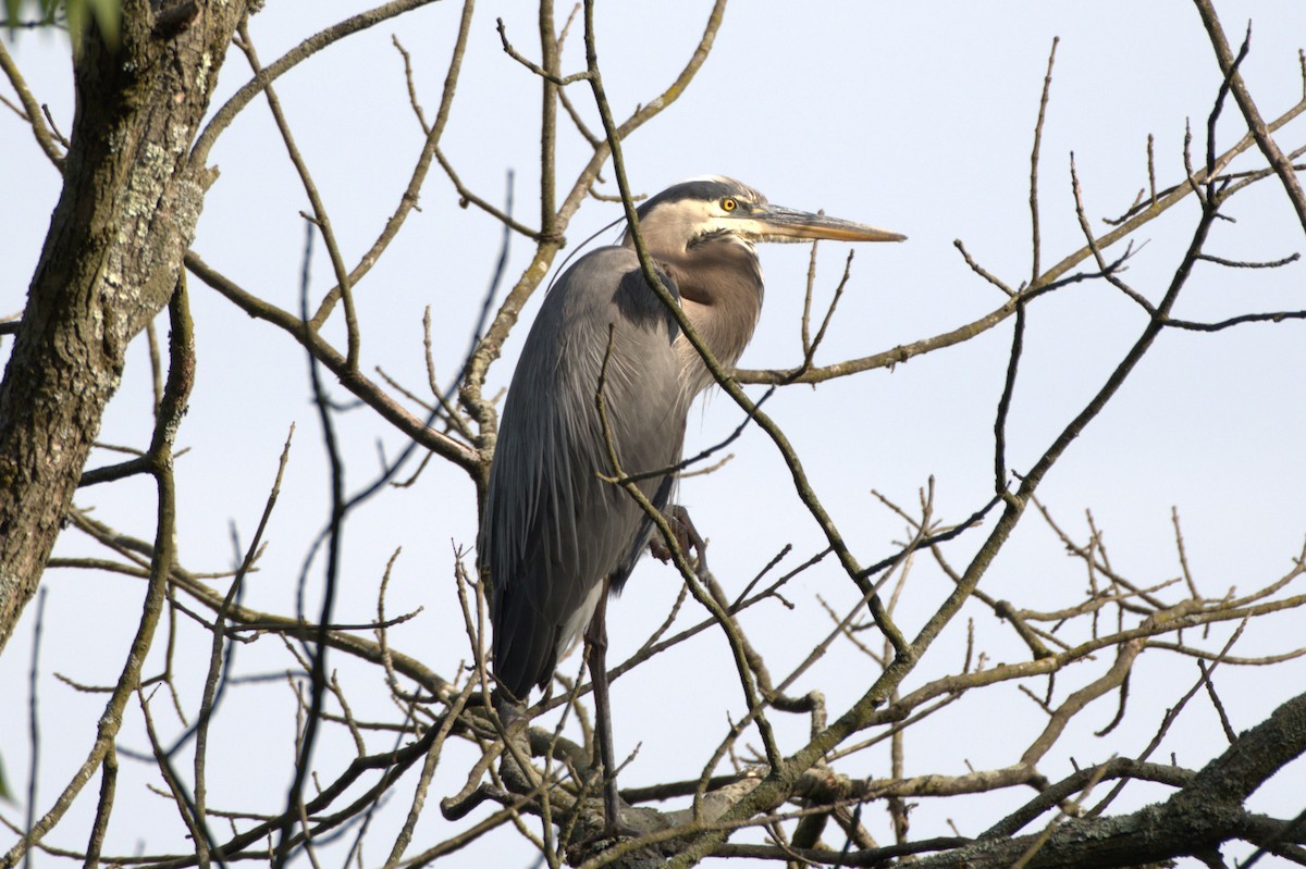 Great Blue Heron - ML620651705