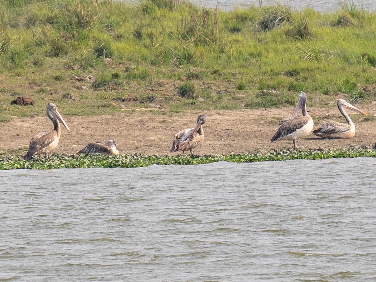 Spot-billed Pelican - Kevin McAuliffe