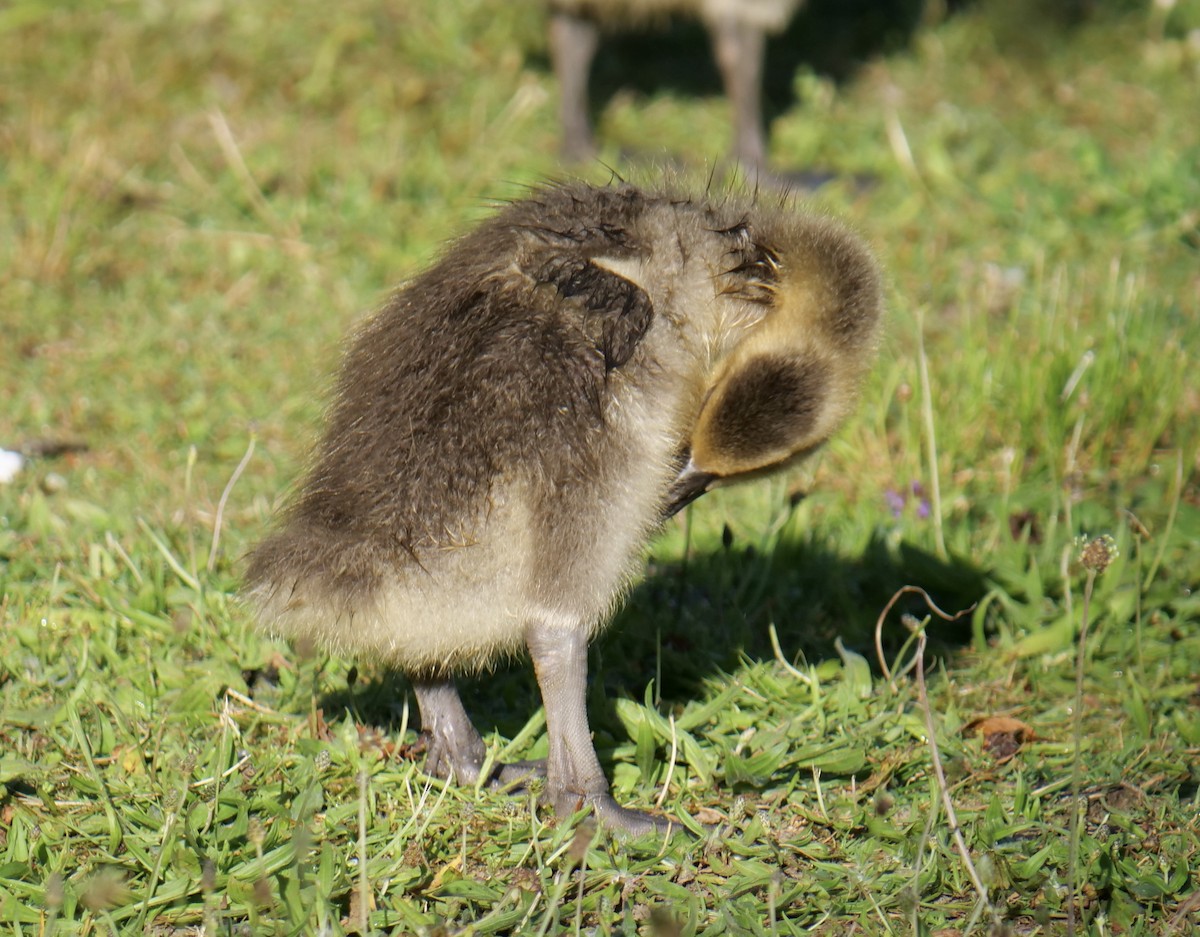 Canada Goose - ML620651707