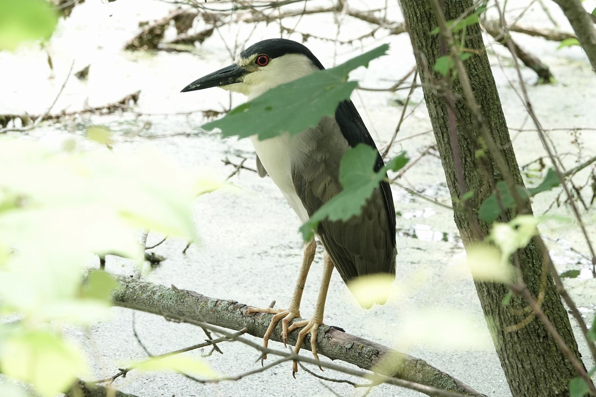 Black-crowned Night Heron - ML620651711