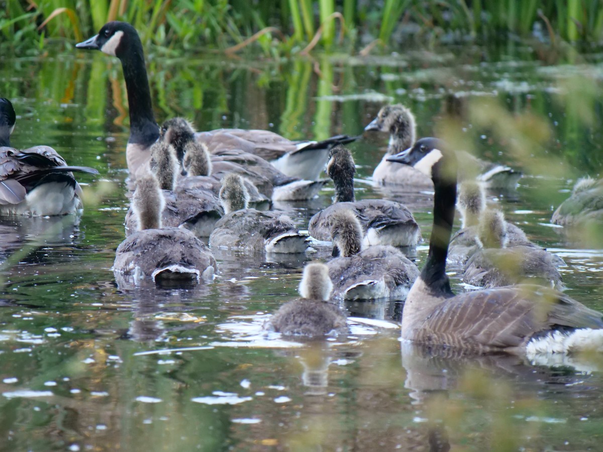 Canada Goose - ML620651714