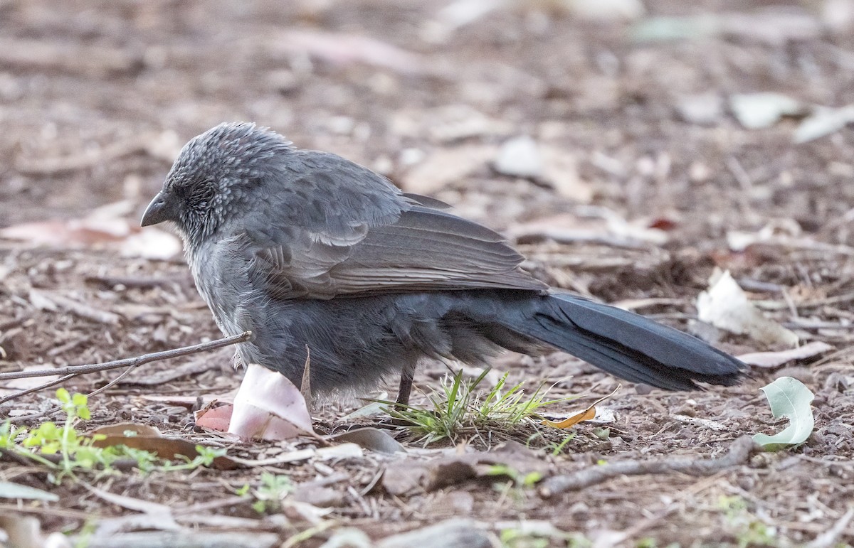 Apostlebird - ML620651715