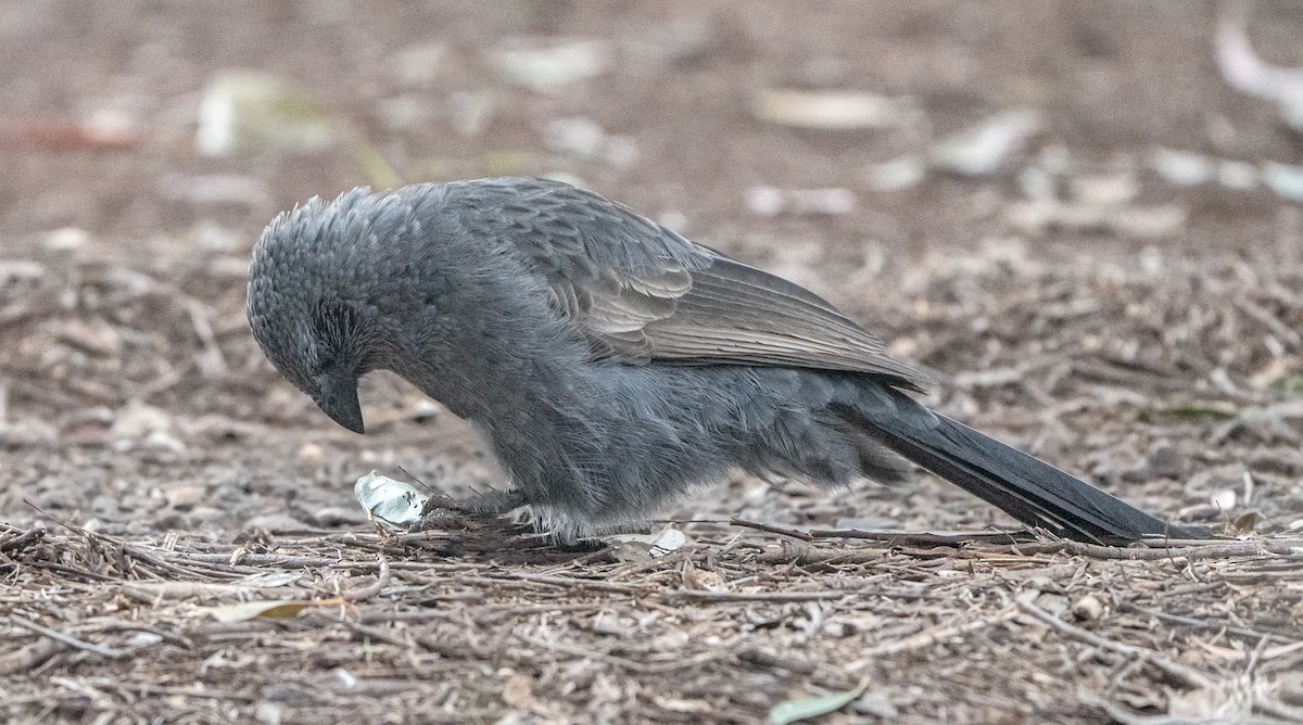 Apôtre gris - ML620651716