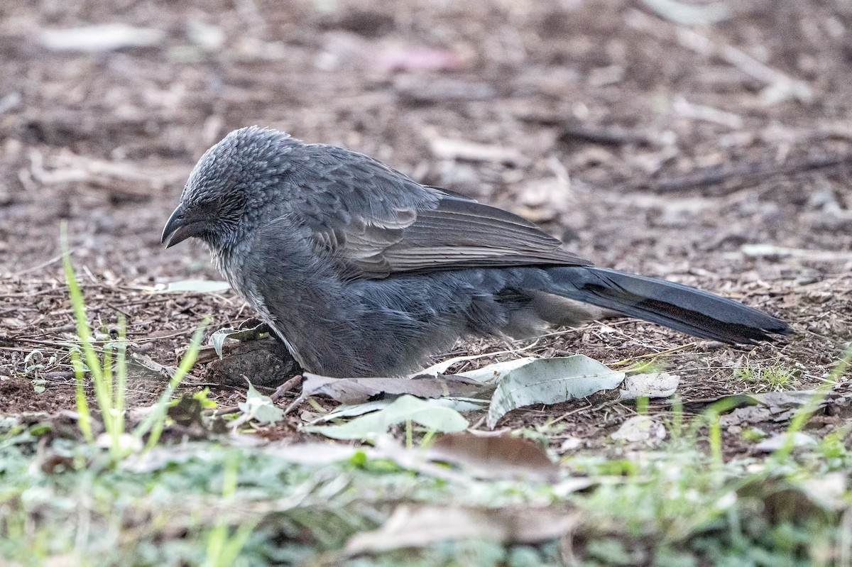 Apôtre gris - ML620651718