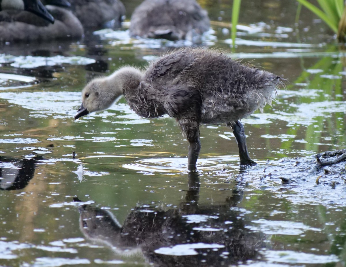 Canada Goose - ML620651722