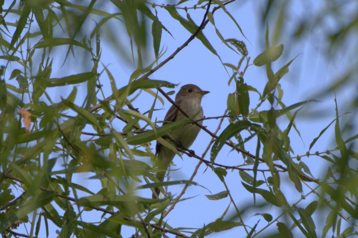 Willow Flycatcher - ML620651723