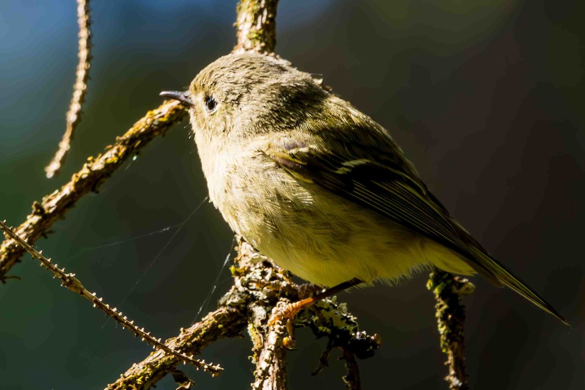 Ruby-crowned Kinglet - ML620651726