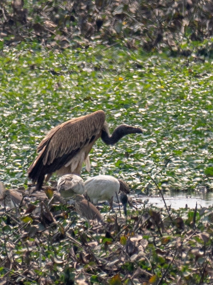 Himalayan Griffon - ML620651727