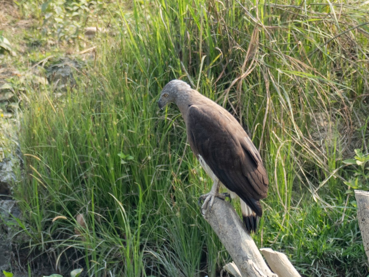 Gray-headed Fish-Eagle - ML620651732