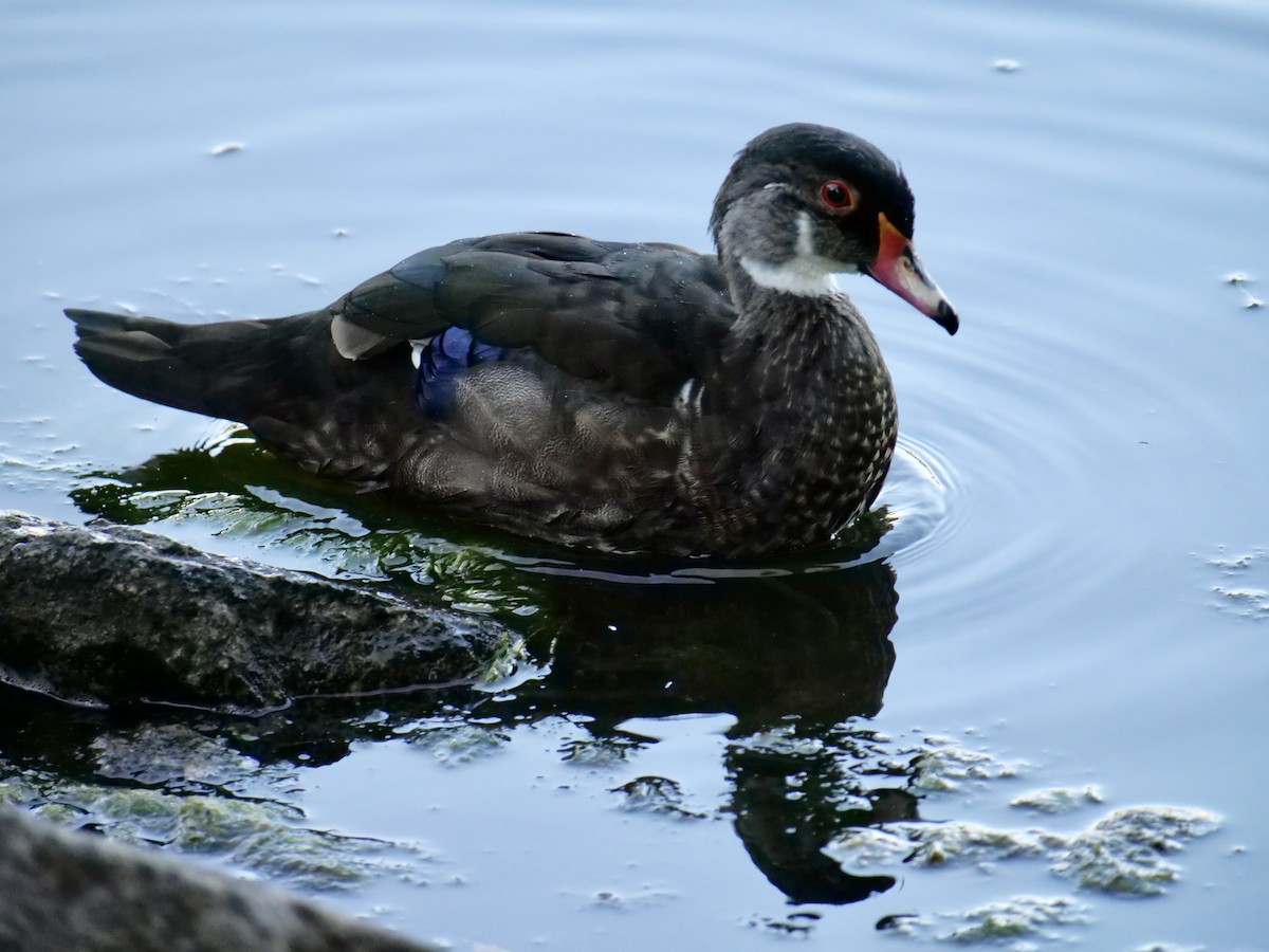 Wood Duck - ML620651736