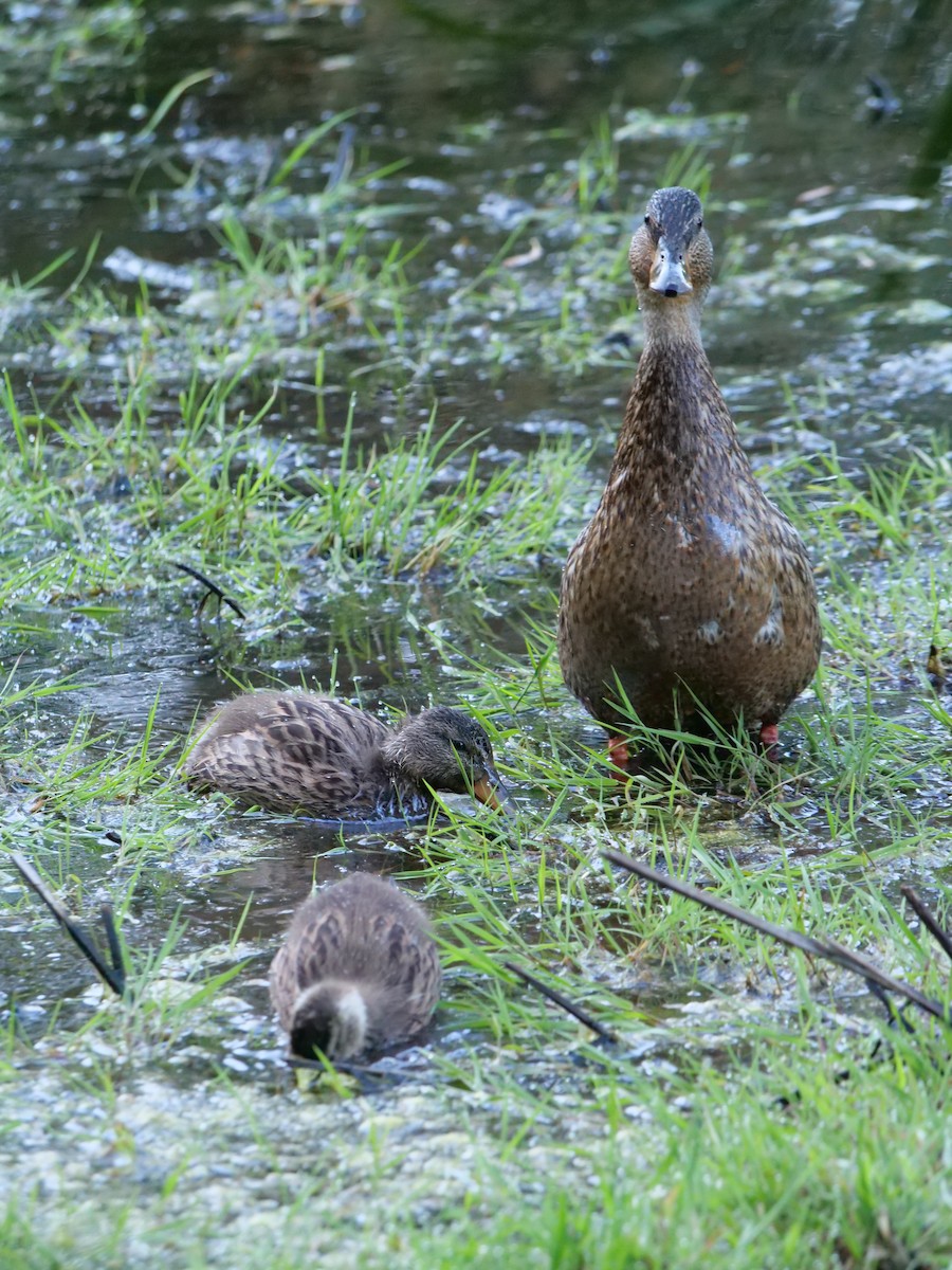 Wood Duck - ML620651740