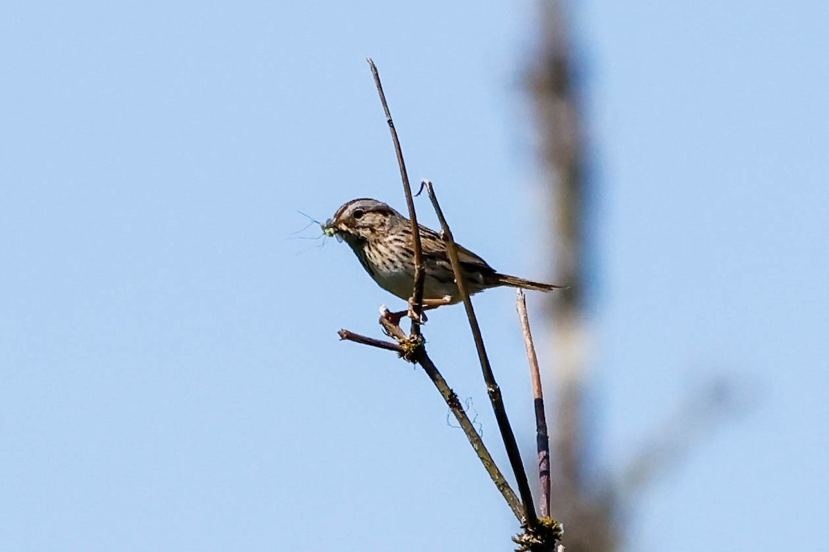 Lincoln's Sparrow - ML620651743