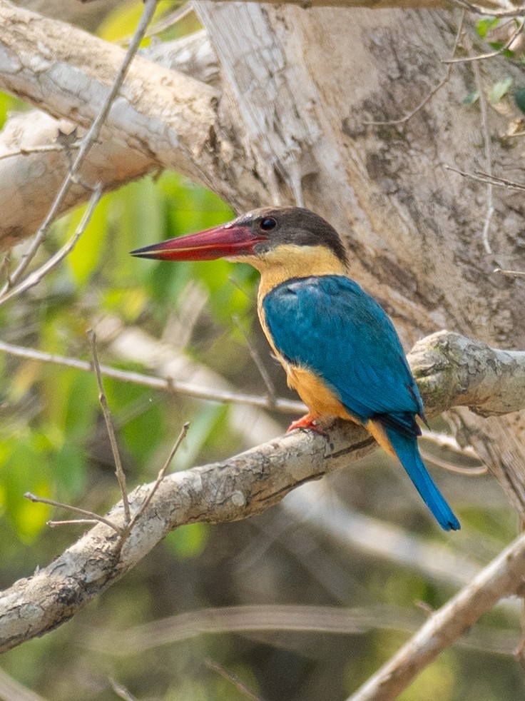 Stork-billed Kingfisher - ML620651746